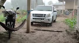 Thousands of earthworms emerge around family's house following heavy rain