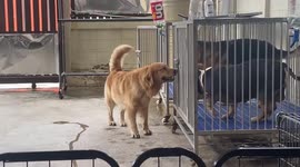 Clever golden retriever opens cage to let friends escape