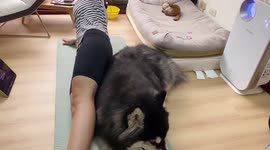 Clingy pet Siberian Husky disturbs owner's yoga workout