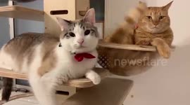 Adorable cat tickles feline friend's face using its tail in Japan