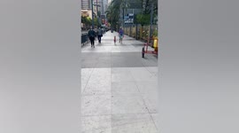 Cute Pomeranian dog walks on hind legs in the street