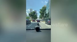 Lazy pigeon hitches a ride on car bonnet in Singapore