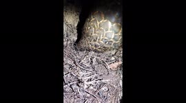 A Temnick's Ground Pangolin rescued from poachers feasts on a large nest of ants.
