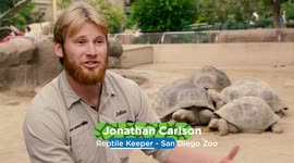 Fighting Over a Pumpkin Is What These Galapagos Tortoises Do Best!