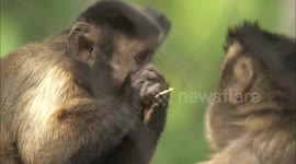 Barrel of monkeys is indeed barrel of fun