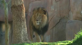 Izu, the new king of the San Diego Zoo jungle