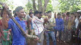 Rescue of rare king cobra from the middle of the village in Eastern India.