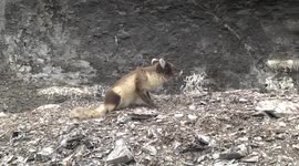 Arctic Foxes hunt below cliff-nesting Kittiwakes hoping to grab a fallen chick to stash for winter