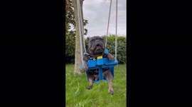 French bulldog swinging by himself, cutest video ever!