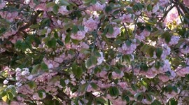 Cherry blossom season continues in London's Battersea Park
