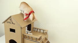 How To Make A Cat House | Mini Indoor Cat House Ideas DIY | Build Cardboard Cat House At Home