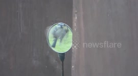 Crazy blue tit attacks motorbike mirror thinking its reflection is an enemy