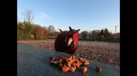 Findlay and Florence the Funny Pheasants eat peanuts on my doorstep in front of the GoPro.