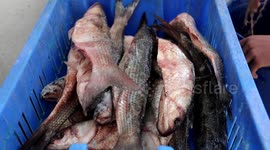 Palestinian men prepare salted fish to be sold in a market ahead of the Eid al-Fitr holiday