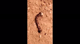 food to take away. ants that have captured an earthworm, take it to their anthill to store it and eat it later