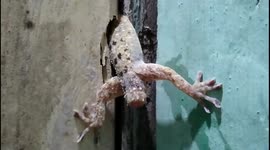 Is that a headless lizard? Riddle of gecko in bathroom