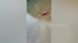 Huge 70kg squid washes ashore in Japan