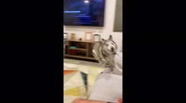 Restless dog breed Pomsky wants activities