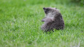 Just a cute hedgehog having a scratch in a UK garden