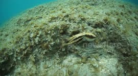 Moment cheeky octopus grabs diver's video camera and REFUSES to let go