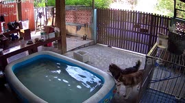 Naughty pet Siberian Husky dogs chew through rubber paddling pool