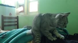Helpful pet cat gives owner a tummy massage in Myanmar