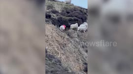 Sheep spotted with plastic kid's toilet around its neck left behind by mountainside fly tippers