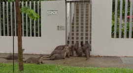 Otter family tries ‘gatecrashing’ apartment block in Singapore