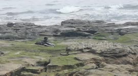 Harrowing footage shows seal struggling to move due to plastic sheeting wrapped around its neck