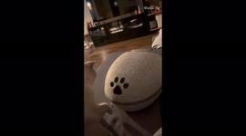 'Sneak attack by mischievous cat leads to a funny fight '
