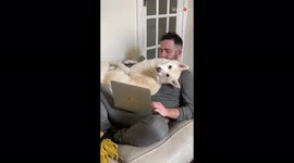 ''No Personal Space' Invasive Husky doesn't believe in the concept of 'Working From Home''