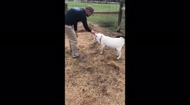 'Competitive goat stands up on its hind legs while play-fighting with man '