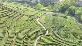 Spring Tea Harvest In Yichang, Hubei, China