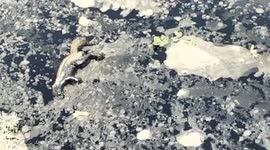 Watch -Near to death Goat stuck in heated Tar given new life by animal lovers