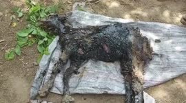 The real GOATs: Heartwarming moment rescuers save goat stuck headfirst in tar pit