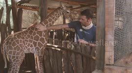 A giraffe orphanage in Kenya and the amazing work they do