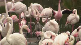 Inside the fascinating world of flamingo parents