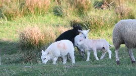 Welsh Lambs playing in a field over the Bank Holiday