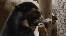 Andean Bear has sweat tooth