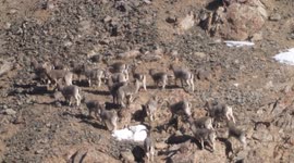 Aerial Footage Of Wildlife In Zhangye Mountain Region, China
