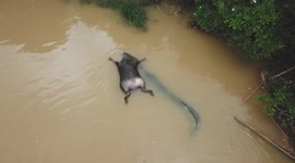 Eerie clip shows crocodile dragging dead buffalo hundreds of meters in Sri Lankan river