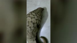 Pangolin rescued from smuggler in eastern India