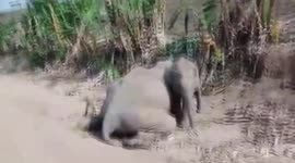 Heartbroken baby elephant guards dead mother's body after she ate poisonous crops