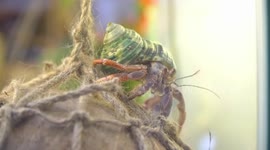 Vietnamese young people love keeping hermit crabs as pets in miniature lakes