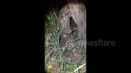 Ground Pangolin Falls over 3 times trying to climb up a tree to eat ants.