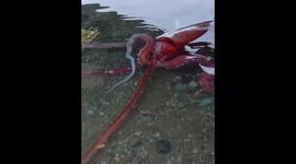 Japan: Rare 3-Meter-Long Giant Squid Stranded At Ugu Beach, Fukui 2