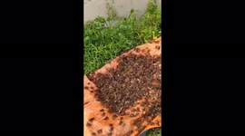 Thousands of crabs move to the edge of the field to avoid floods