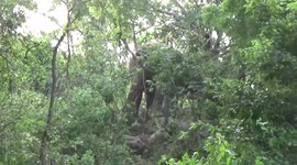 Herd of elephants stray into clearing in Sri Lanka
