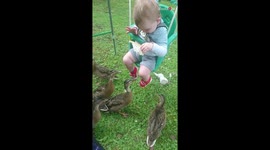 'Cheeky, hungry ducks make baby boy cry by stealing his food '