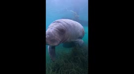 Snorkeler encounters a cute and VERY curious manatee during an underwater adventure